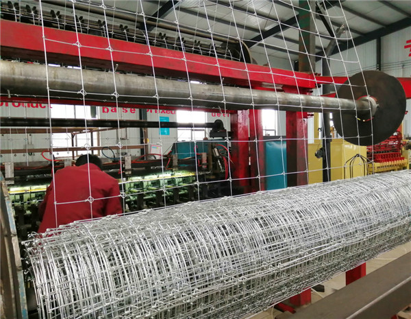 1.55m Height Galvanized 20cm Vertical Wire Distance 100m long fixed knot cattle fence