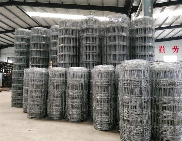 1.55m Height Galvanized 20cm Vertical Wire Distance 100m long fixed knot cattle fence