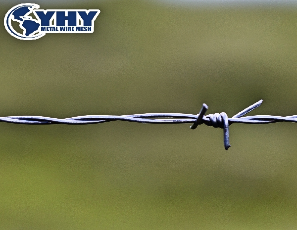 ISO9001 Certificated Real Factory Galvanized Barbed Wire