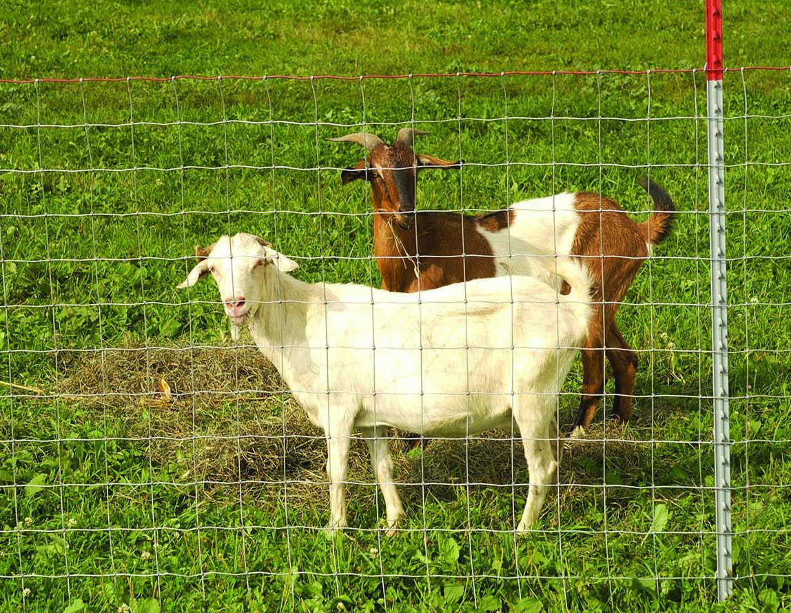 Non-climb square deal knot field fence for animals protection