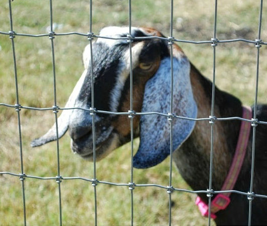 Non-climb square deal knot field fence for animals protection