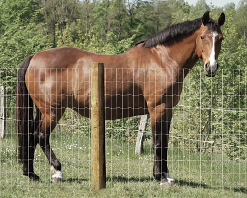 60 in. X 100 FT S Knot Non-Climb Horse Fence