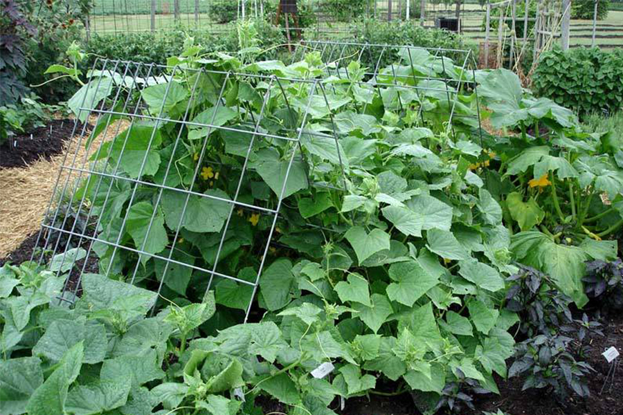Triangular Welded Wire Mesh Trellis Used For Cucumber