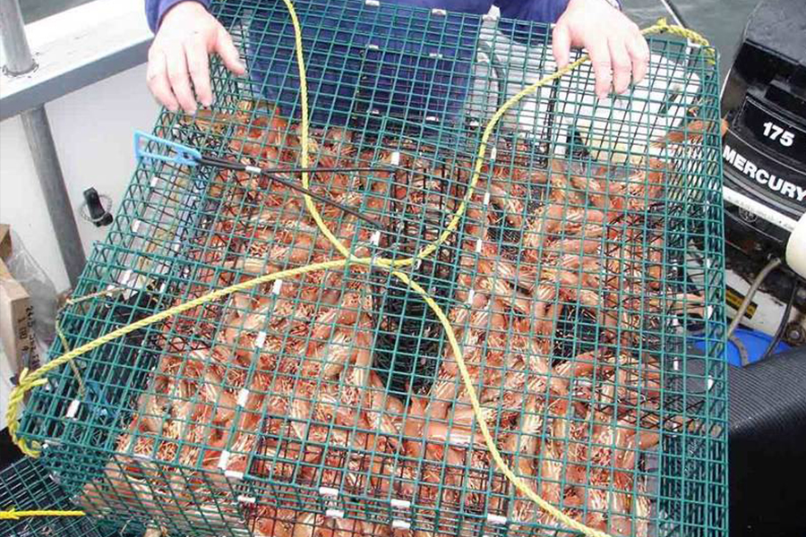 Welded Wire Mesh Used For Lobster Traps