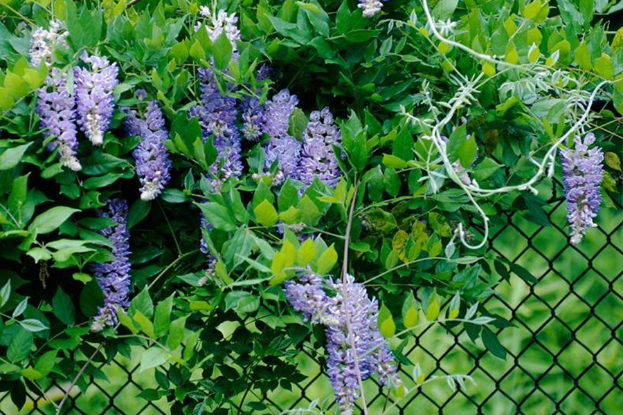 Chain Link Fence For Garden