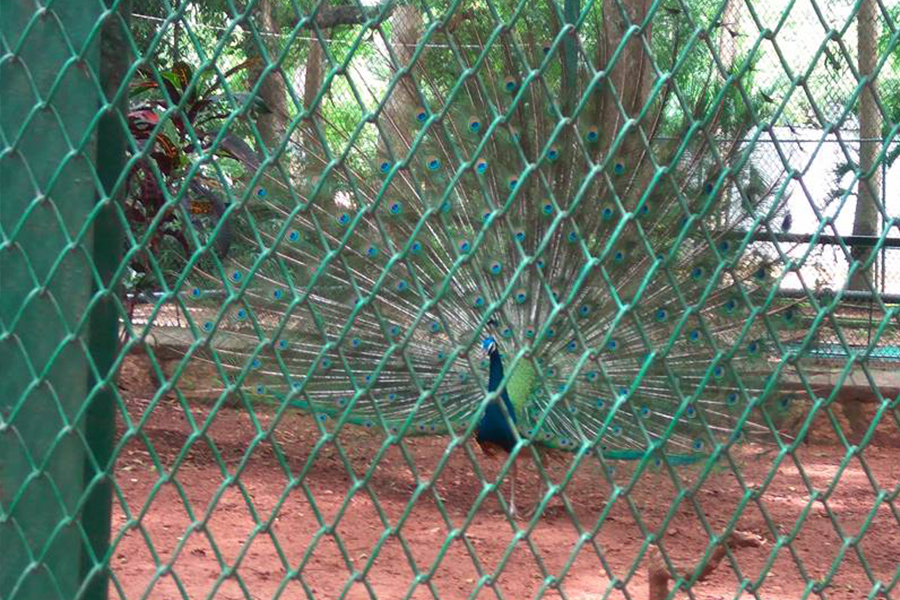 Chain Link Fence For Peacock Fence
