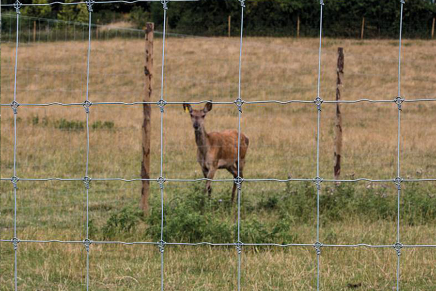 Fixed knot fence for deer