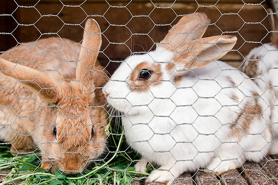 Hexagonal wire mesh for rabbits fence