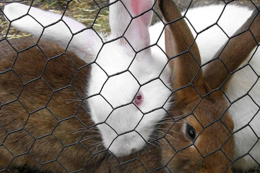 Hexagonal wire mesh for rabbits fencing