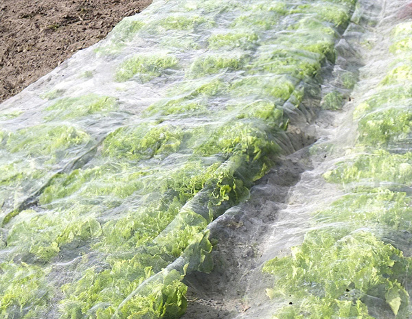 Application range of insect screen