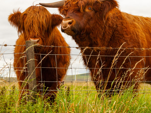 How to determine the lifespan of a cattle fence?