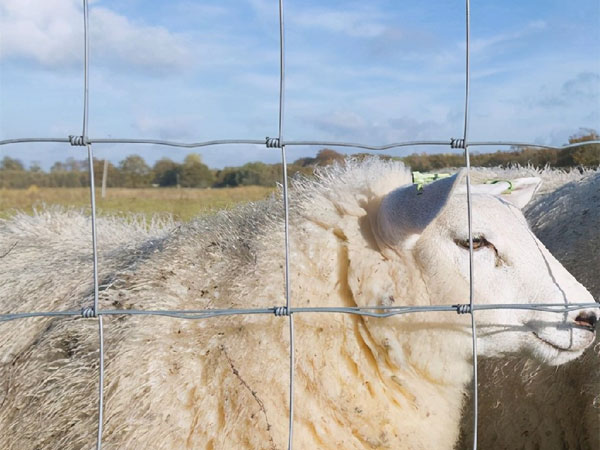 How to Determine the Lifespan of Cattle Fence?