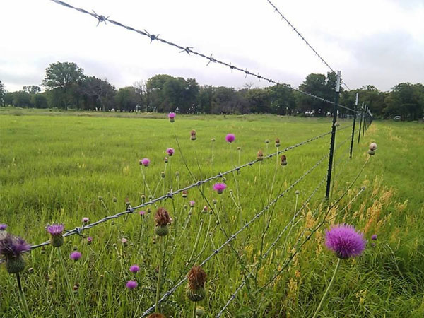 Exploring Barbed Wire: From Structural Principles to Diverse Applications